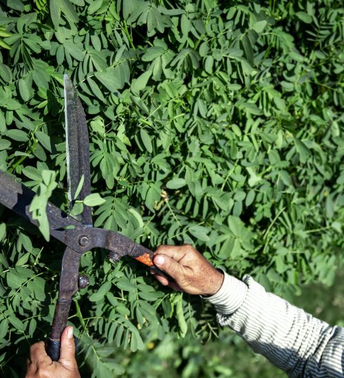 Elagage et abattage - CODEPA Paysagiste dans le val d'oise et les yvelines